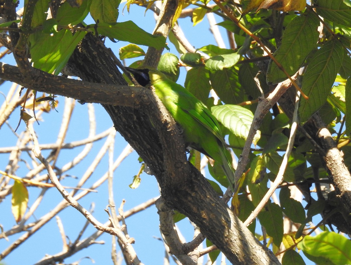 Jerdon's Leafbird - G Parameswaran