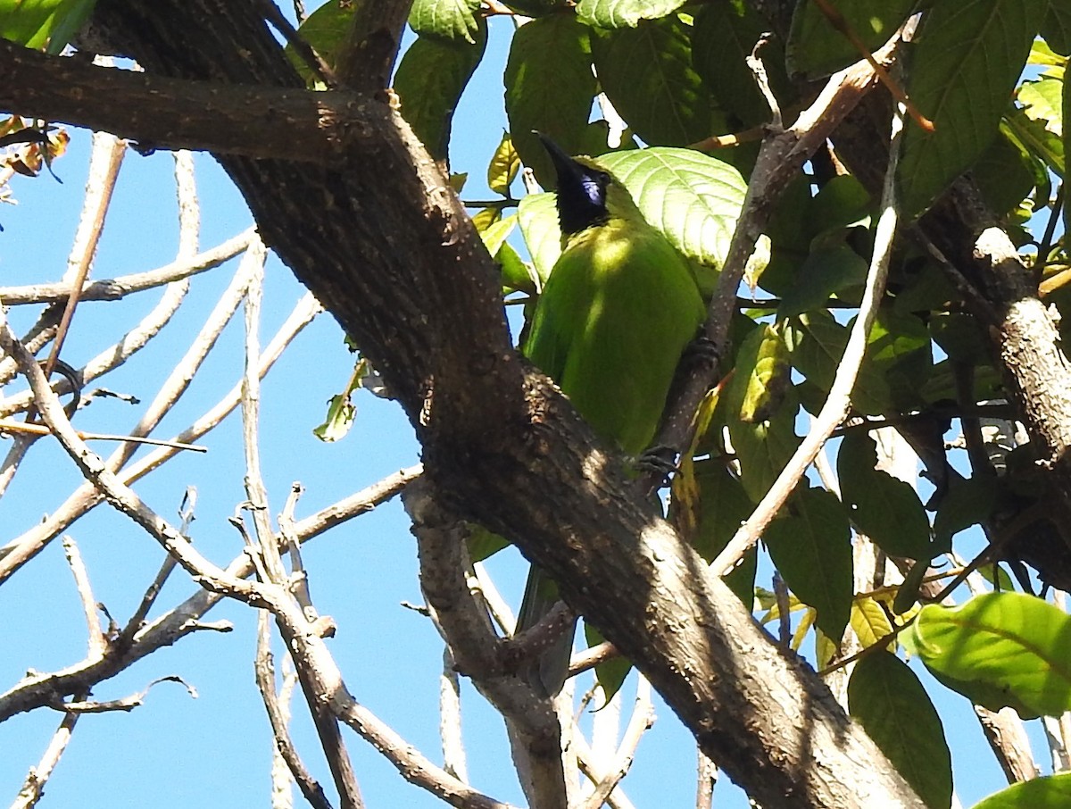 Jerdon's Leafbird - G Parameswaran