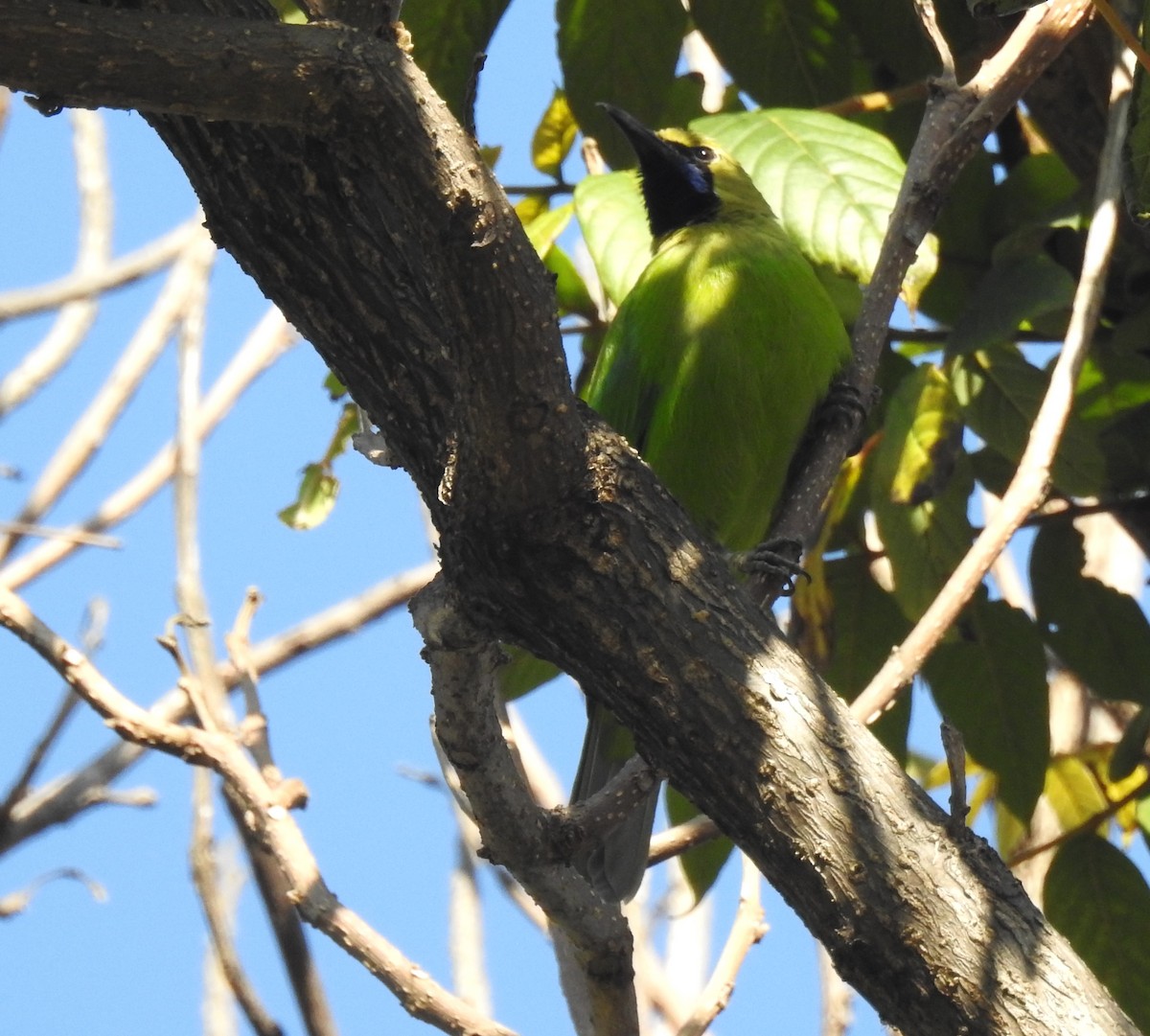 Jerdon's Leafbird - G Parameswaran