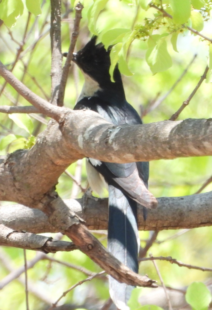 Pied Cuckoo - ML611392112