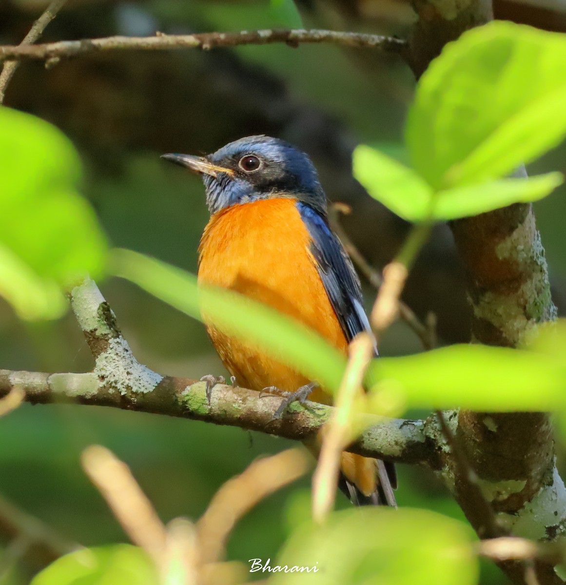 Blue-capped Rock-Thrush - ML611392119