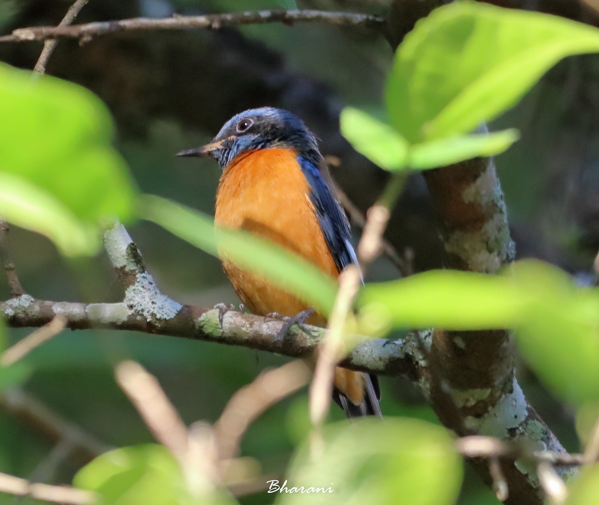 Blue-capped Rock-Thrush - ML611392120