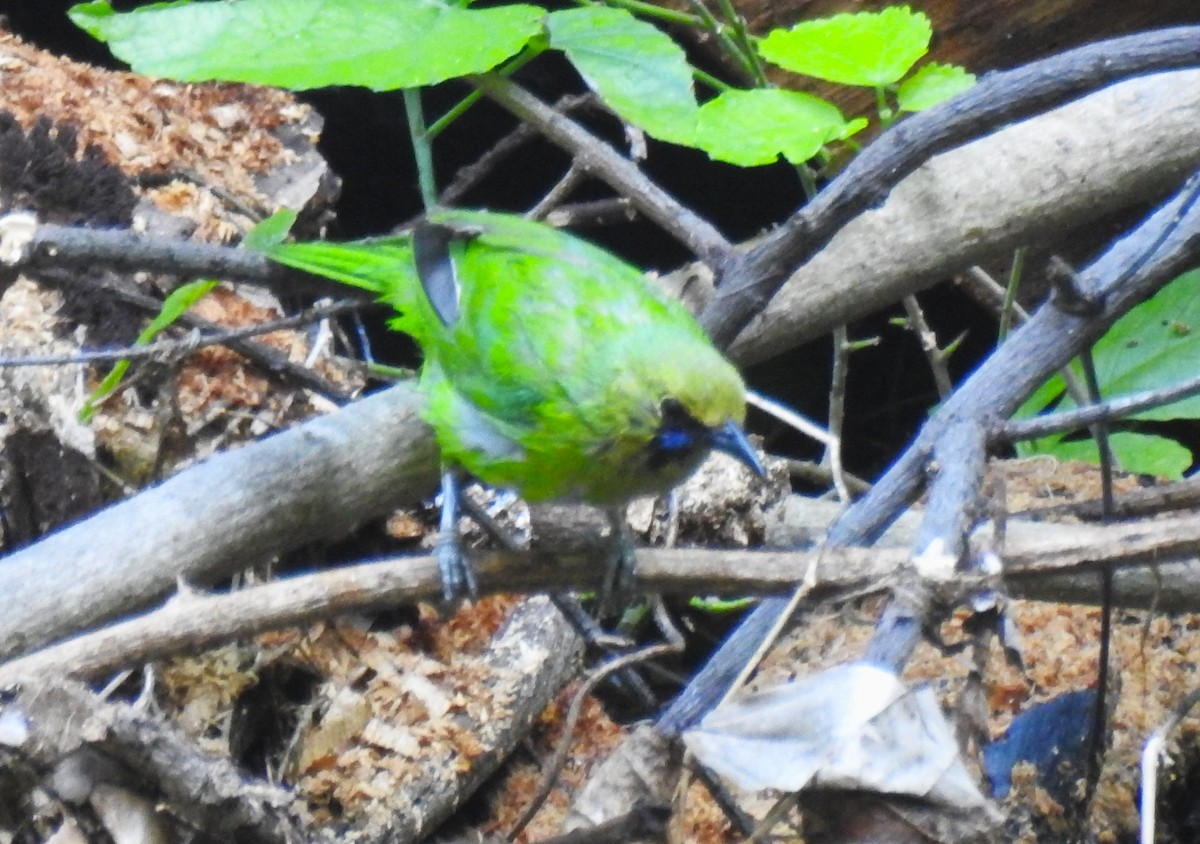 Jerdon's Leafbird - G Parameswaran