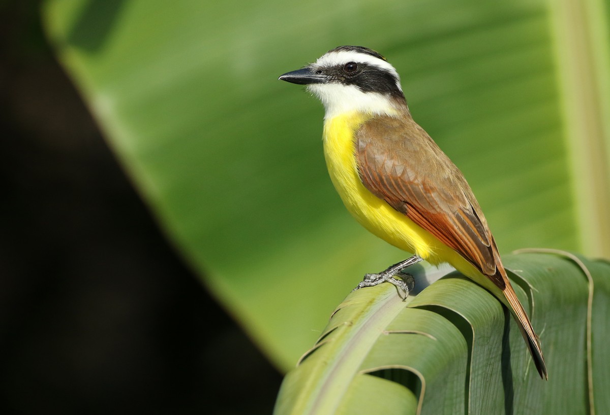 Great Kiskadee - Luke Seitz