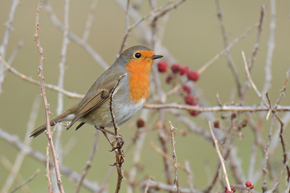 European Robin - Murat Kocas