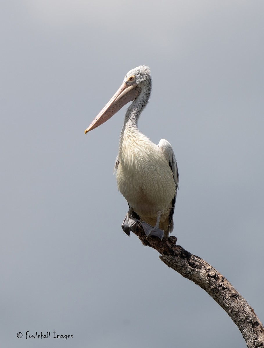 Spot-billed Pelican - David Higgins