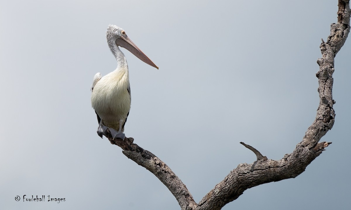 Spot-billed Pelican - ML611392243