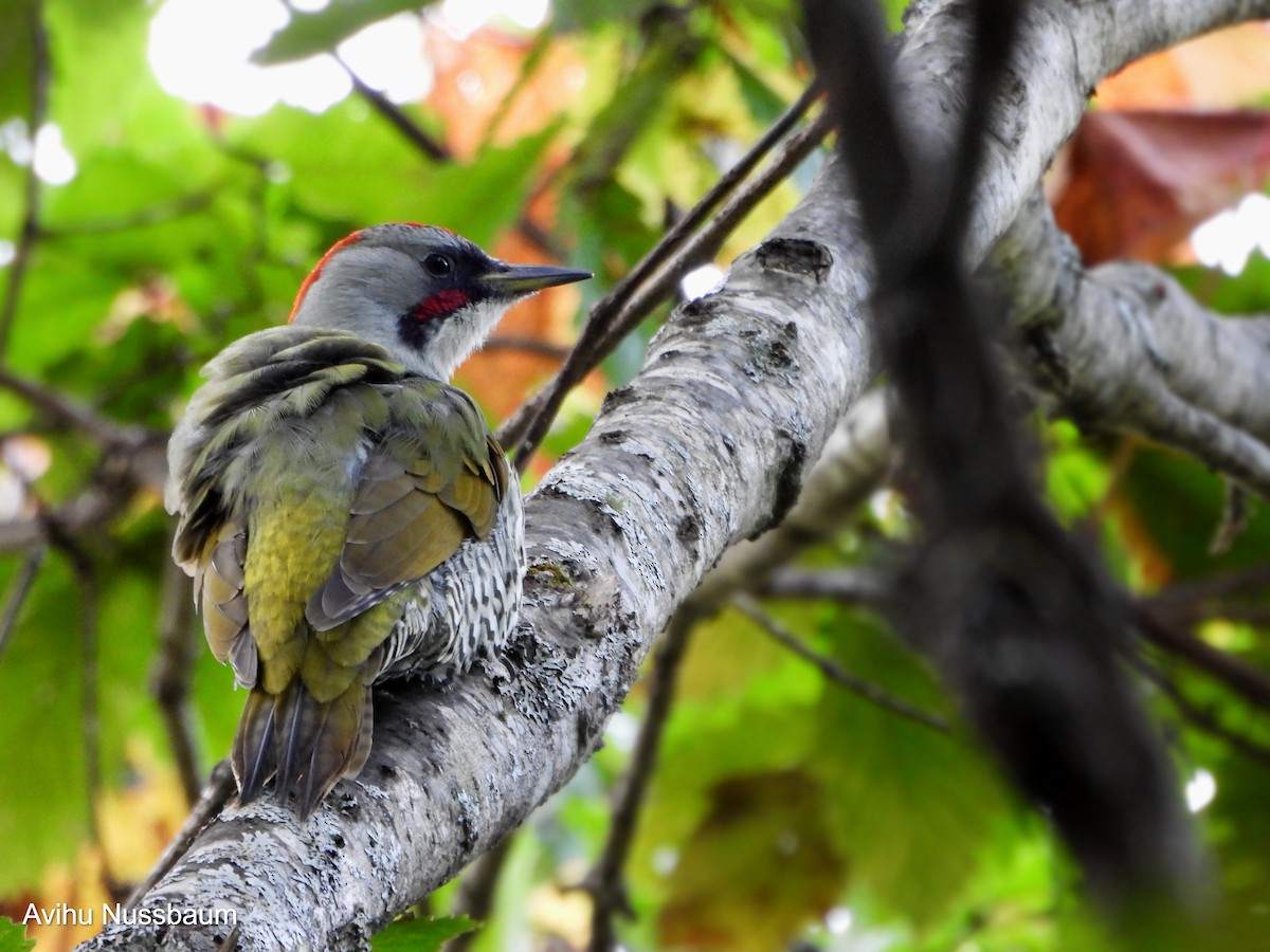 Japanese Woodpecker - ML611392248