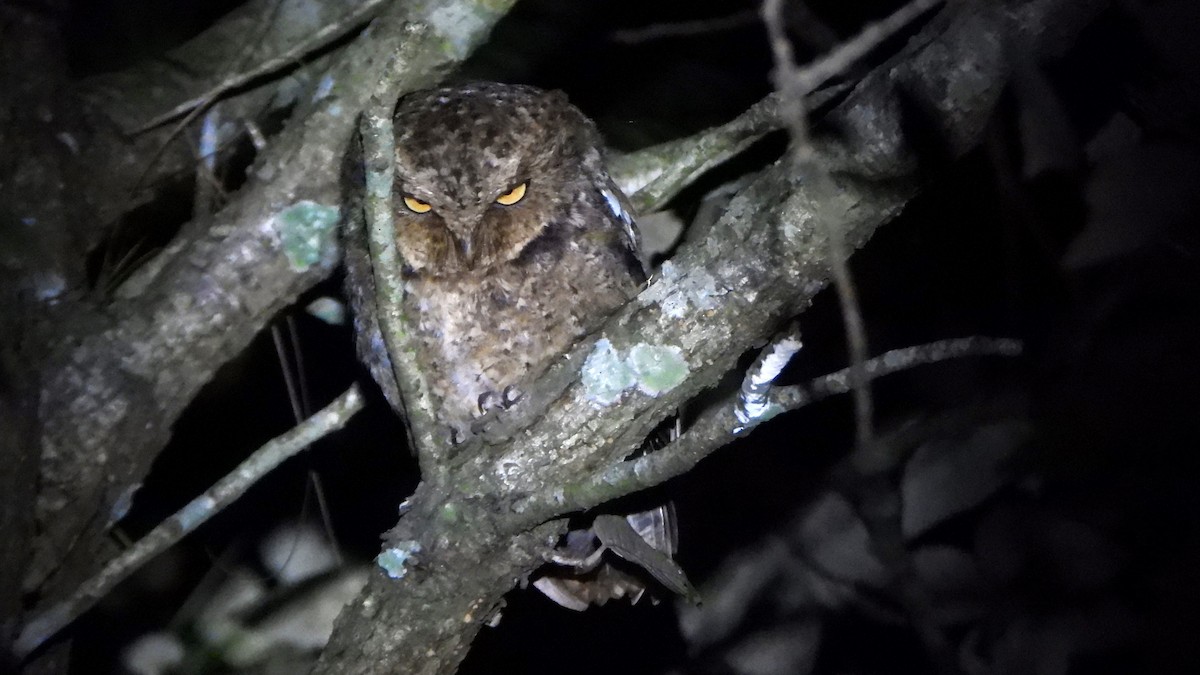 Mountain Scops-Owl - ML611392303