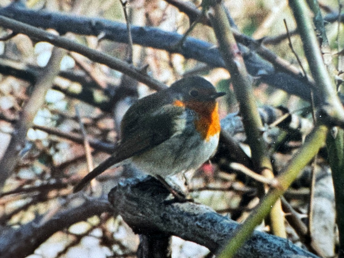 European Robin - ML611392339