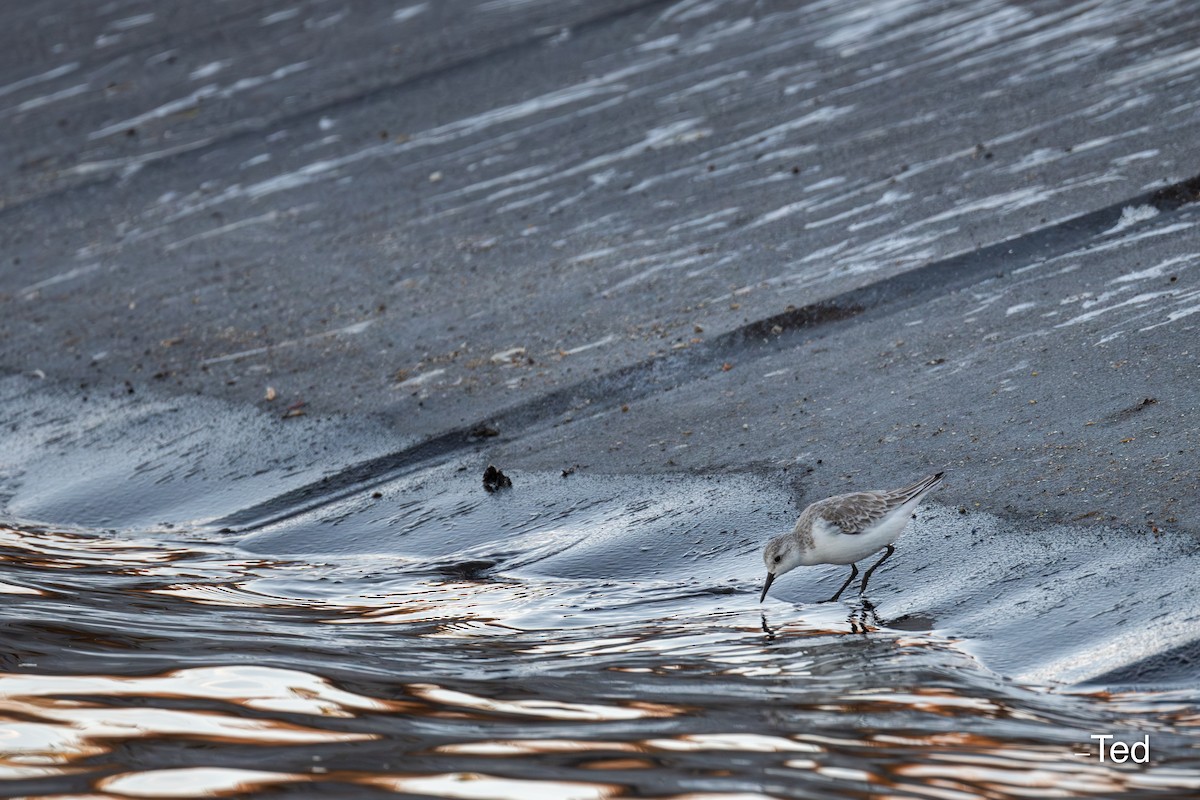 Bécasseau sanderling - ML611392346