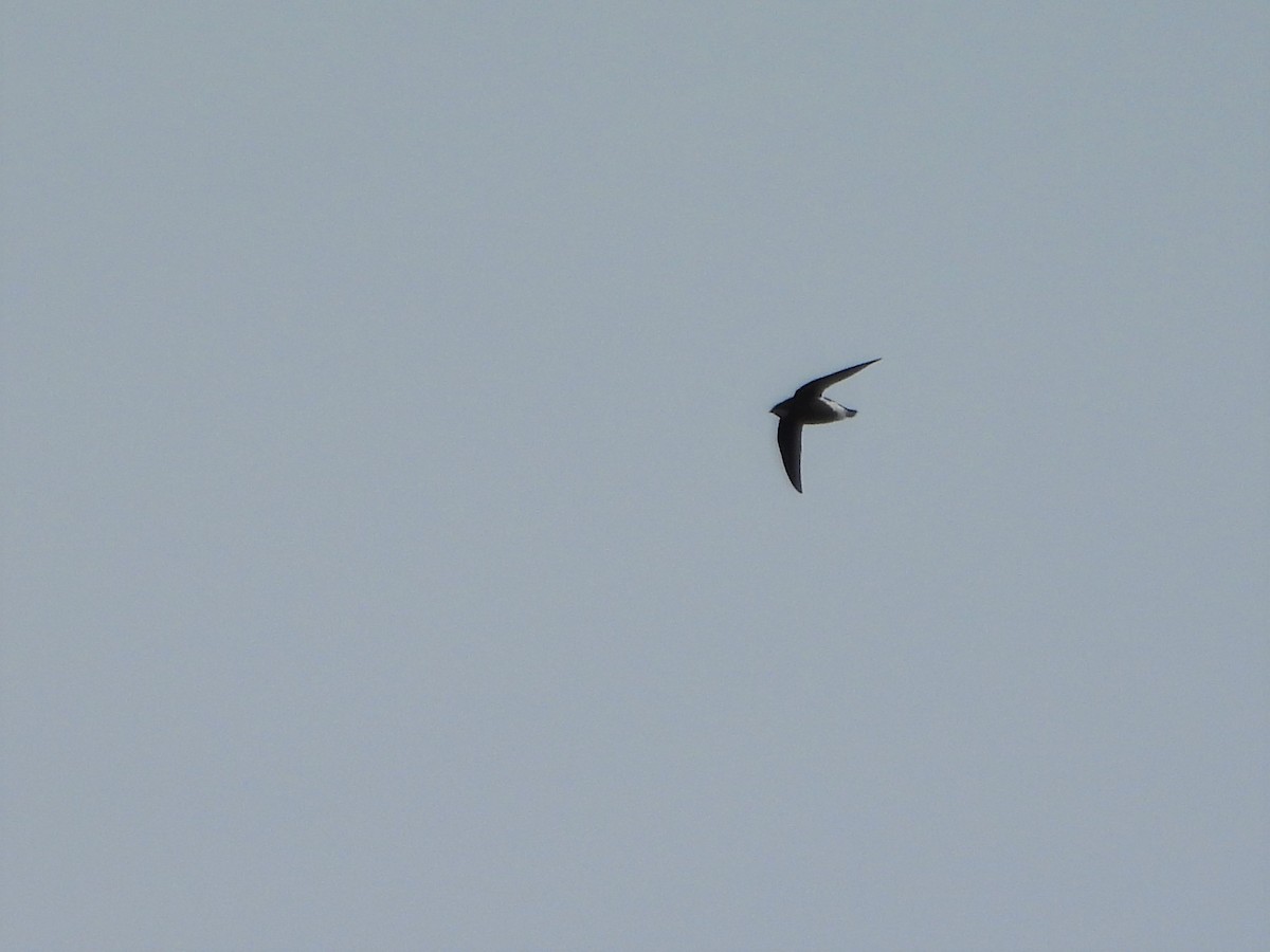 White-throated Needletail - ML611392366