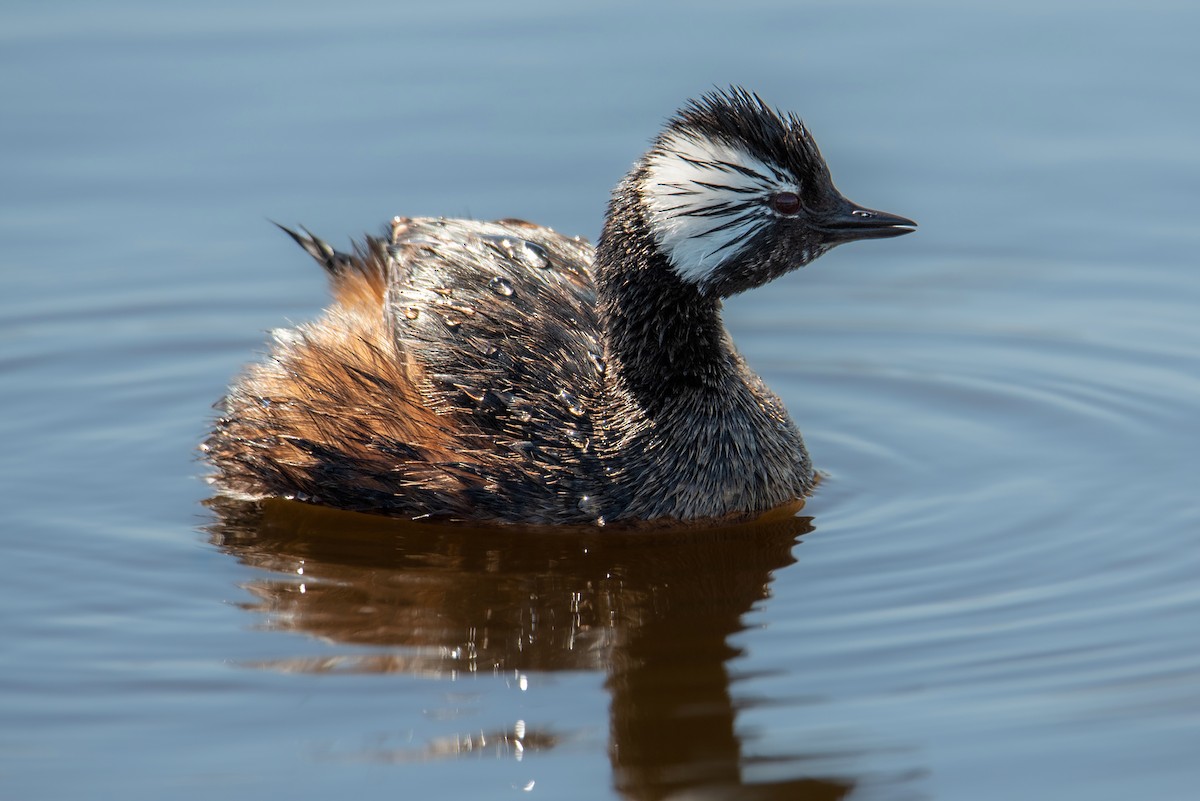 White-tufted Grebe - Tamara Catalán Bermudez