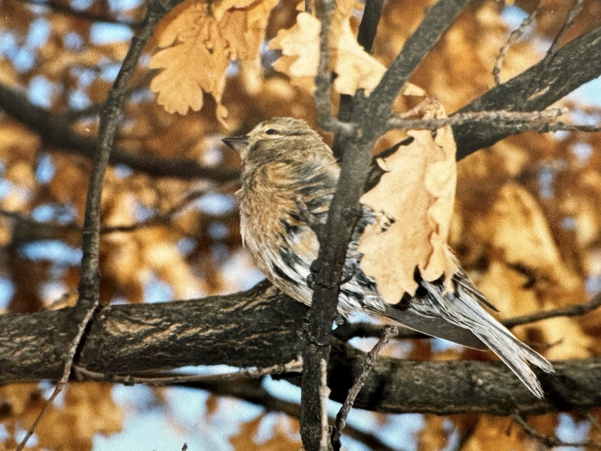 Eurasian Linnet - ML611392394