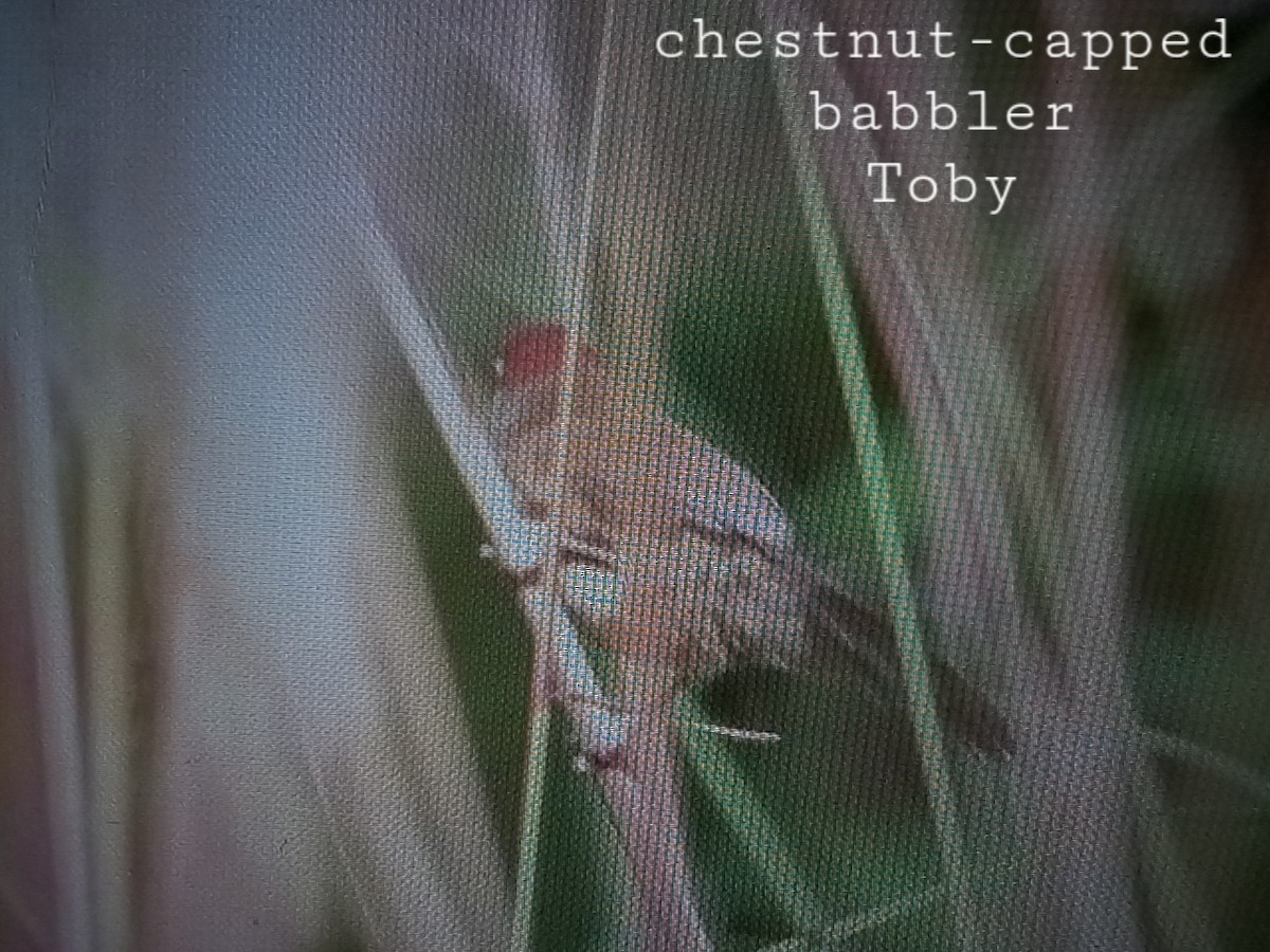 Chestnut-capped Babbler - Trung Buithanh