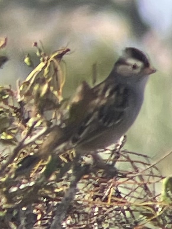 White-crowned Sparrow - Jennie Leonard