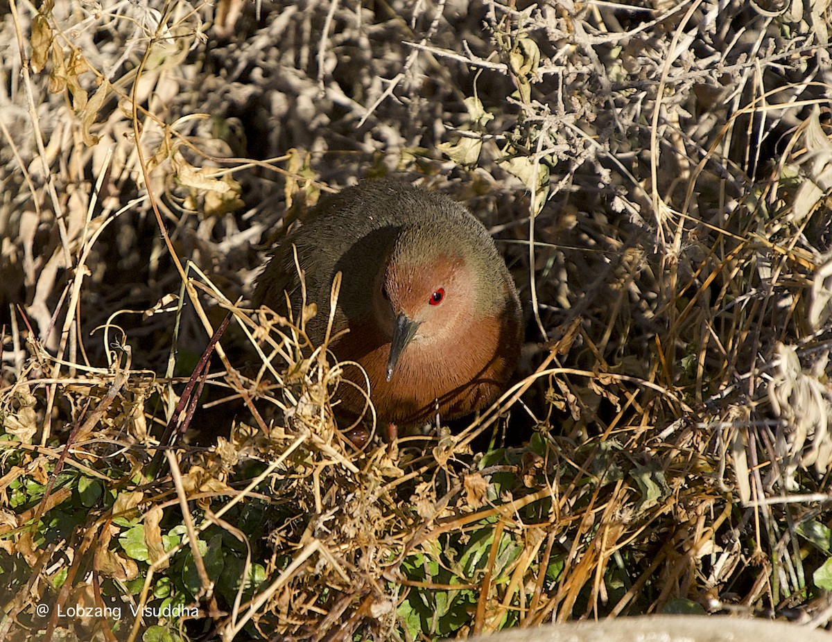 Ruddy-breasted Crake - ML611392701