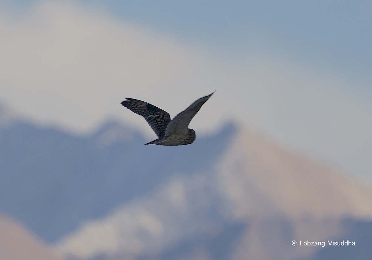 Short-eared Owl - Lobzang Visuddha