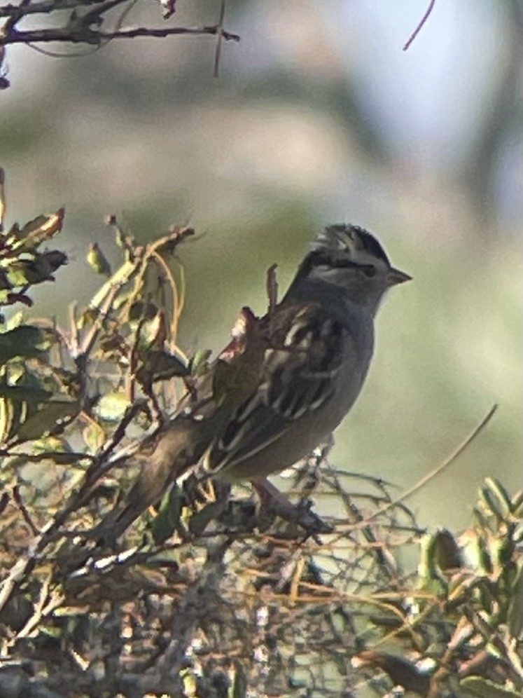White-crowned Sparrow - Jennie Leonard