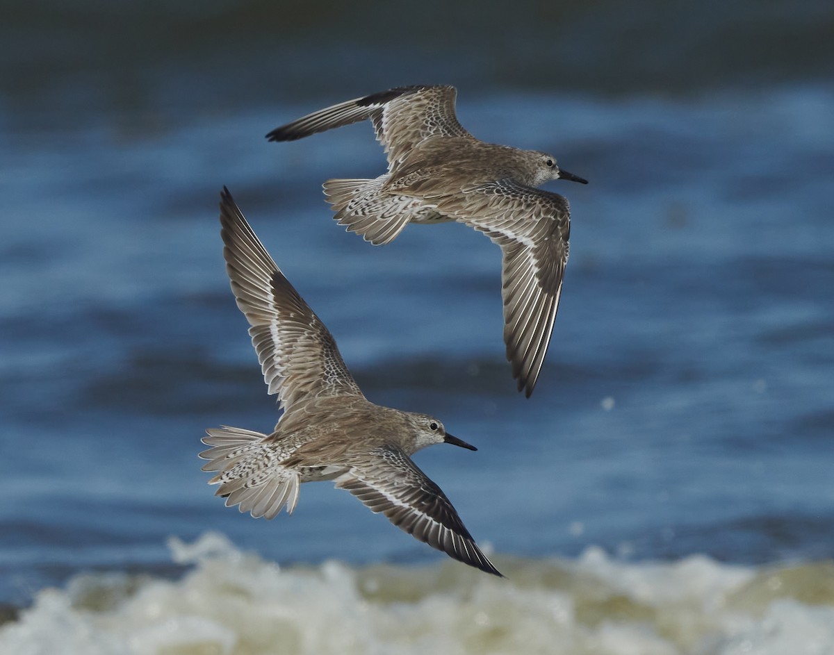 Red Knot - Steven McBride