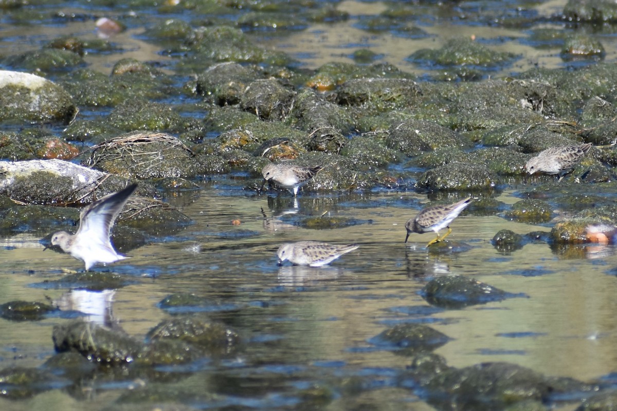 Least Sandpiper - Jason Leduc