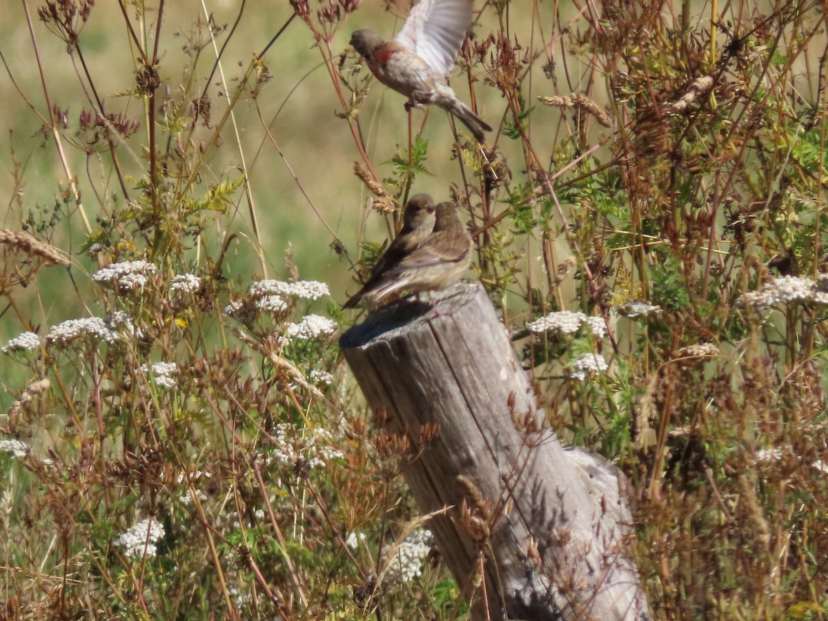 Eurasian Linnet - ML611392790