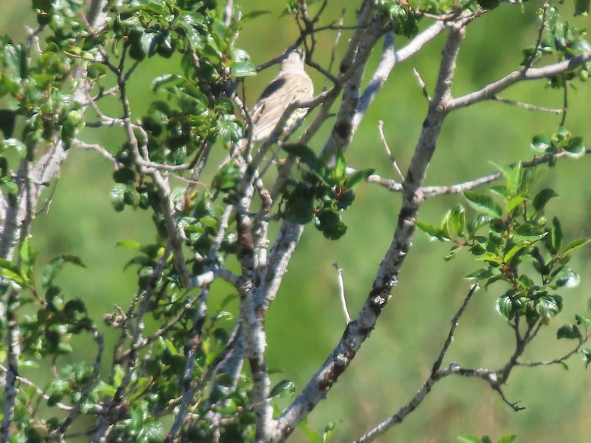 Tree Pipit - ML611392841