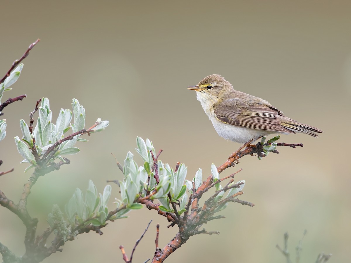 Willow Warbler
