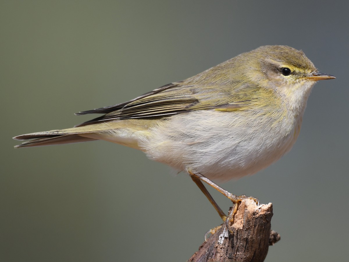 Willow Warbler