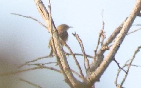 Rufous Cisticola - ML611393065