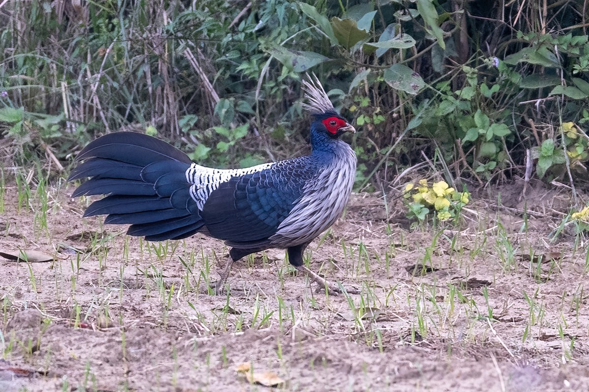 Kalij Pheasant - Parmil Kumar