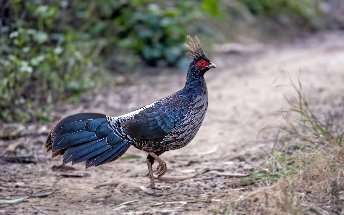 Kalij Pheasant - ML611393091