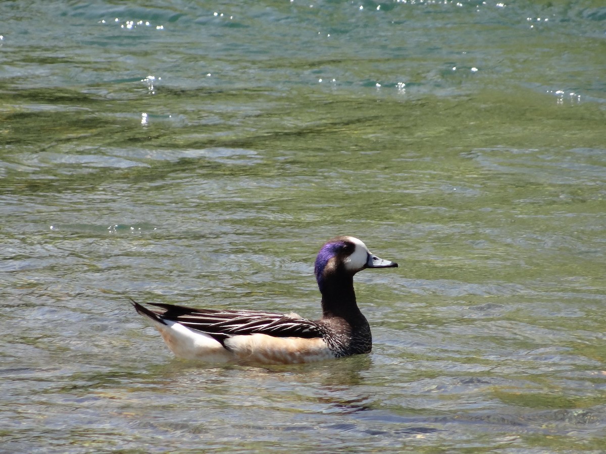 Chiloe Wigeon - ML611393147