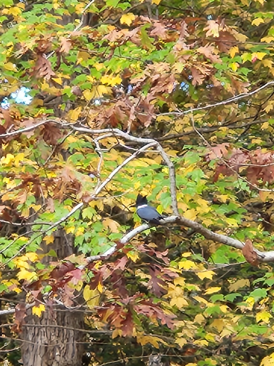 Belted Kingfisher - ML611393180