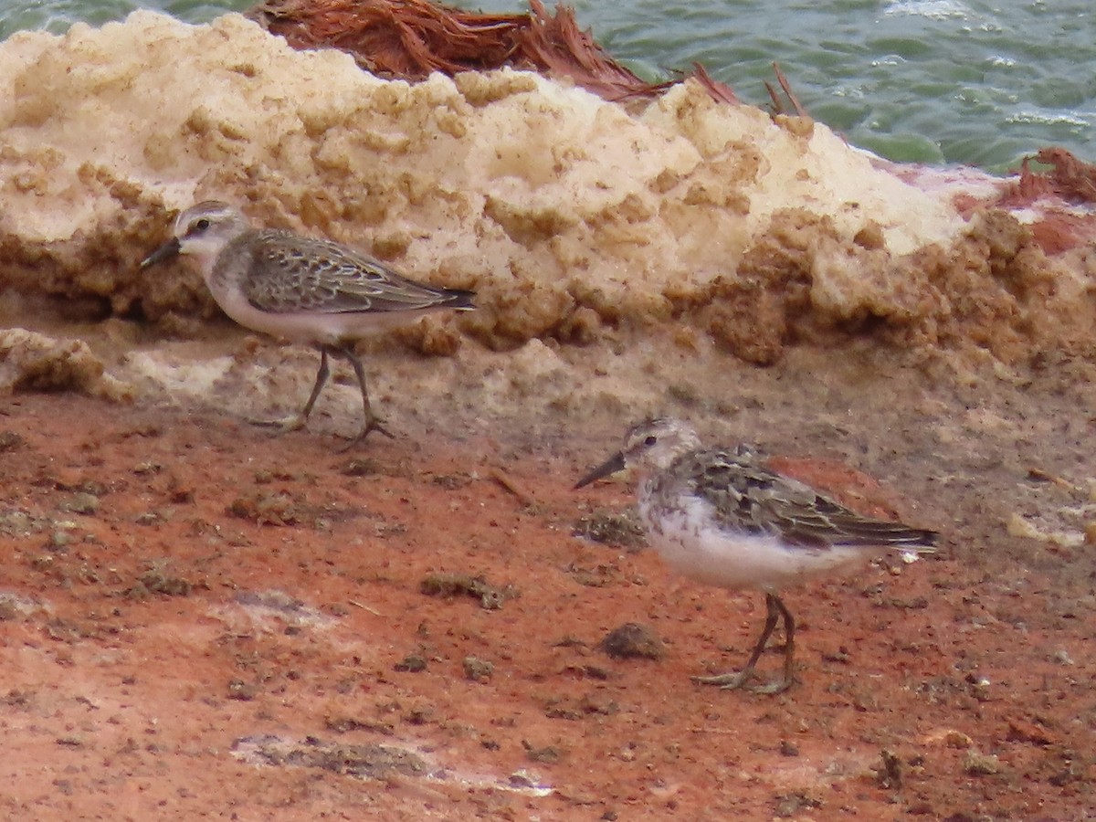 Western Sandpiper - ML611393504