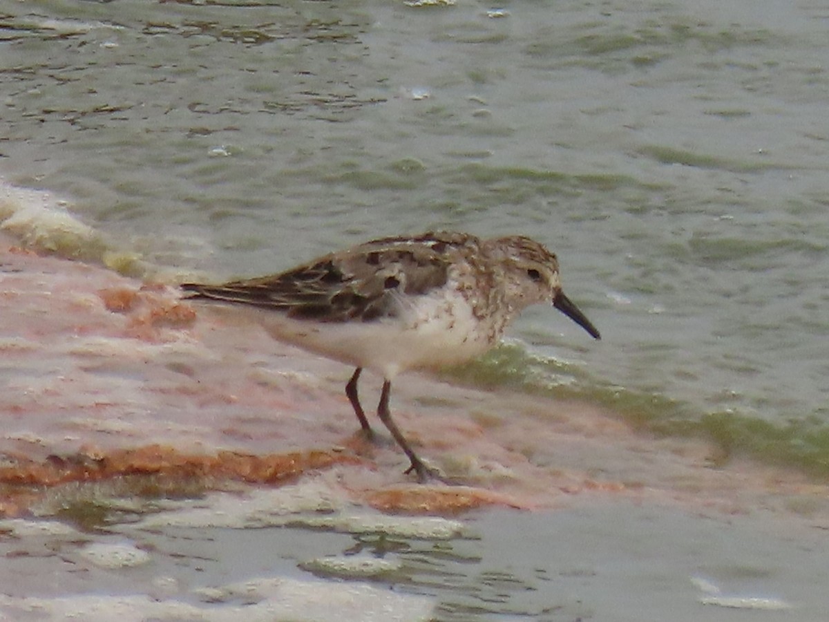 Western Sandpiper - ML611393505