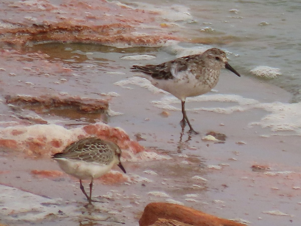 Western Sandpiper - Port of Baltimore