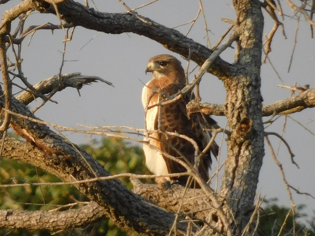 Red-tailed Hawk - ML611393524