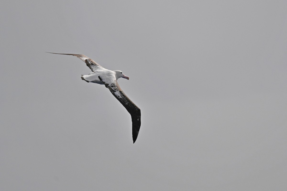 Albatros de Tristan da Cunha - ML611393547