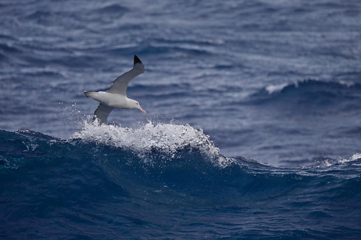 Albatros de Tristan da Cunha - ML611393550