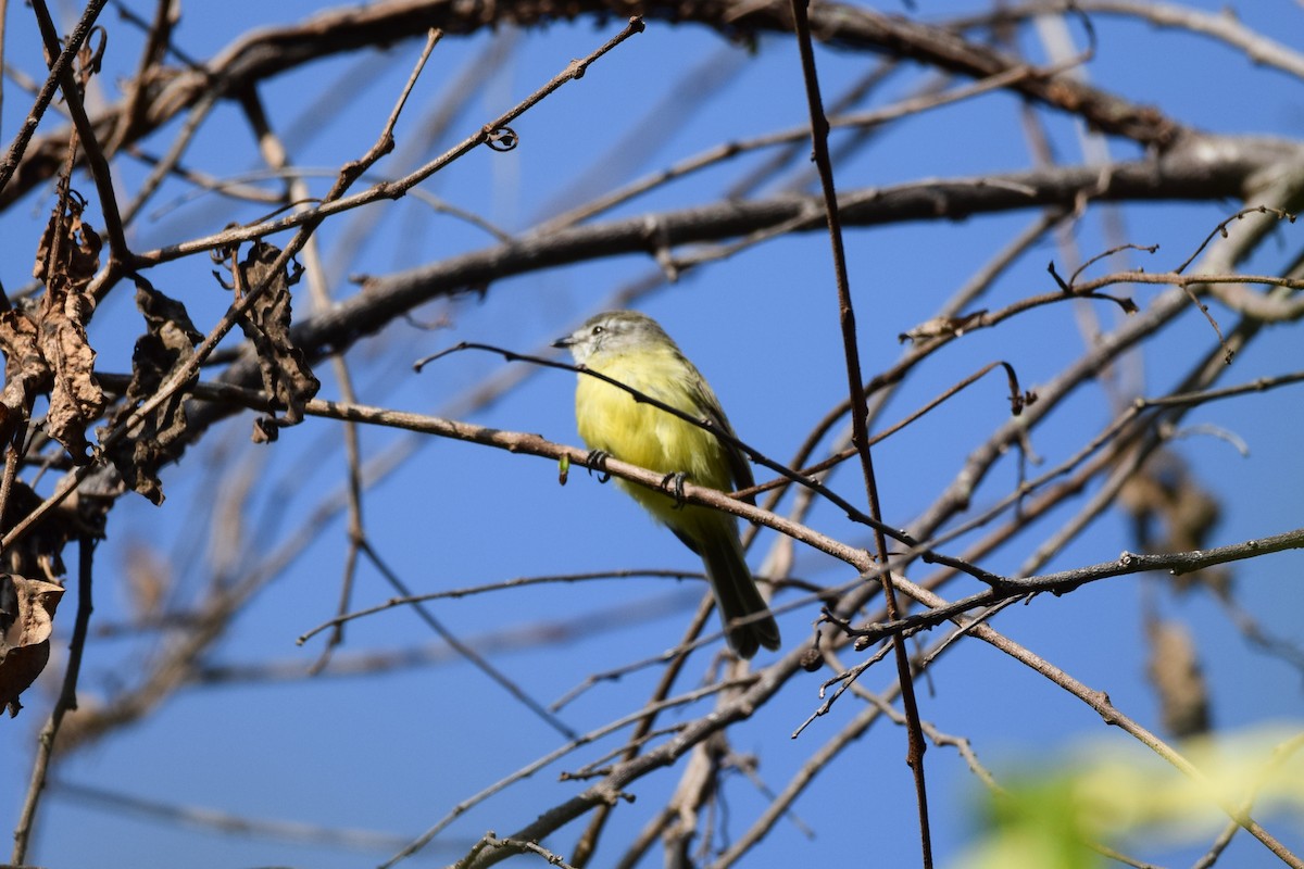 Sooty-headed Tyrannulet - ML611393560