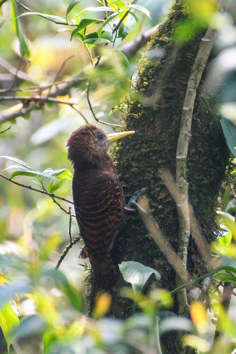 Bay Woodpecker - ML611393594