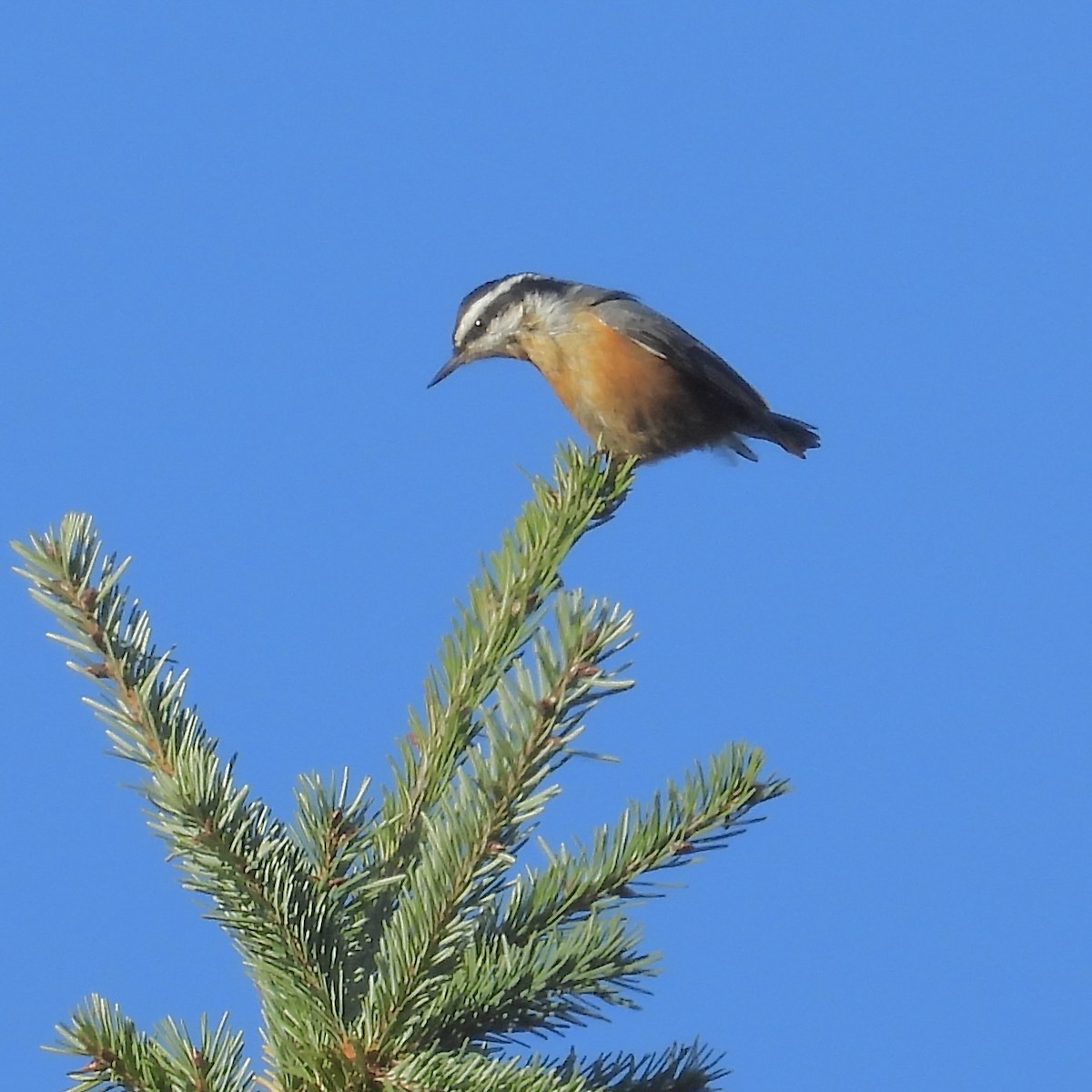 Red-breasted Nuthatch - ML611393623