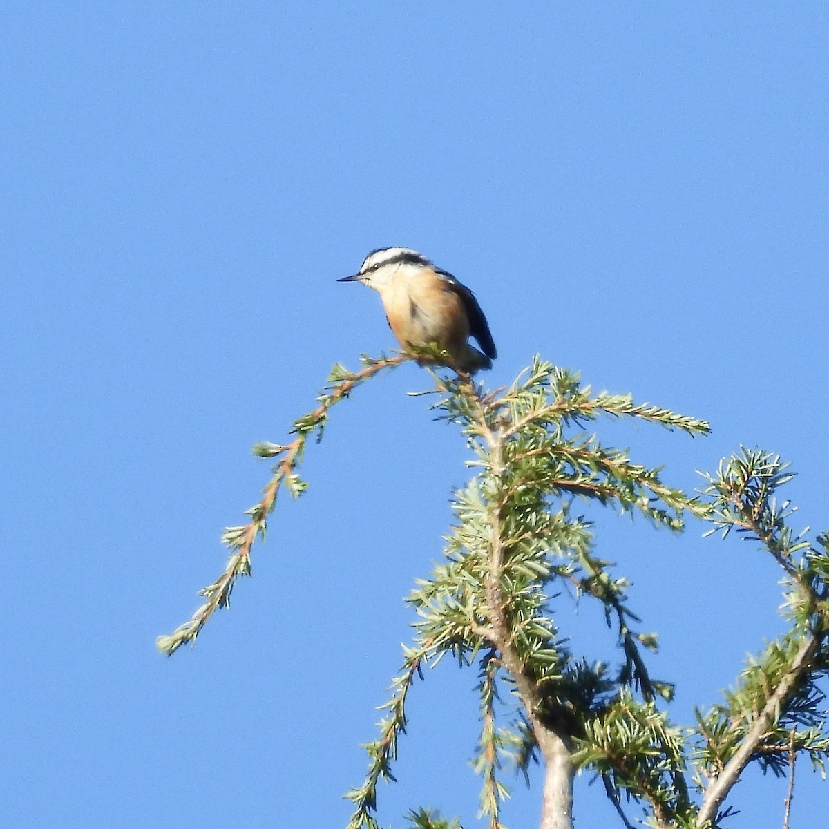 Red-breasted Nuthatch - ML611393624