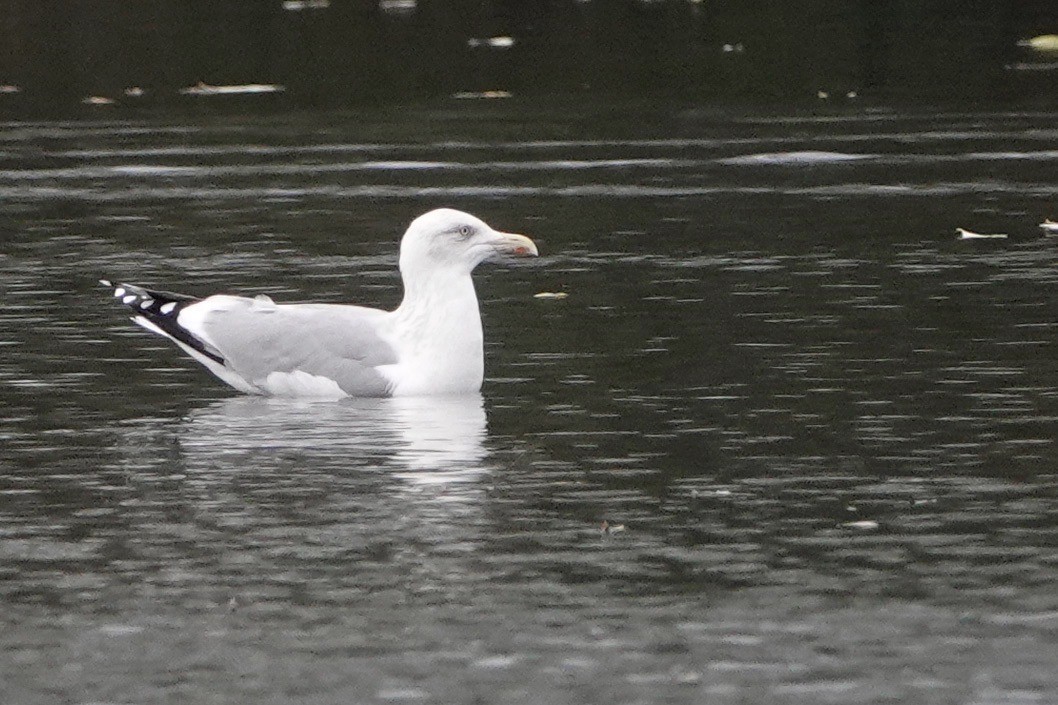 Goéland argenté - ML611393638