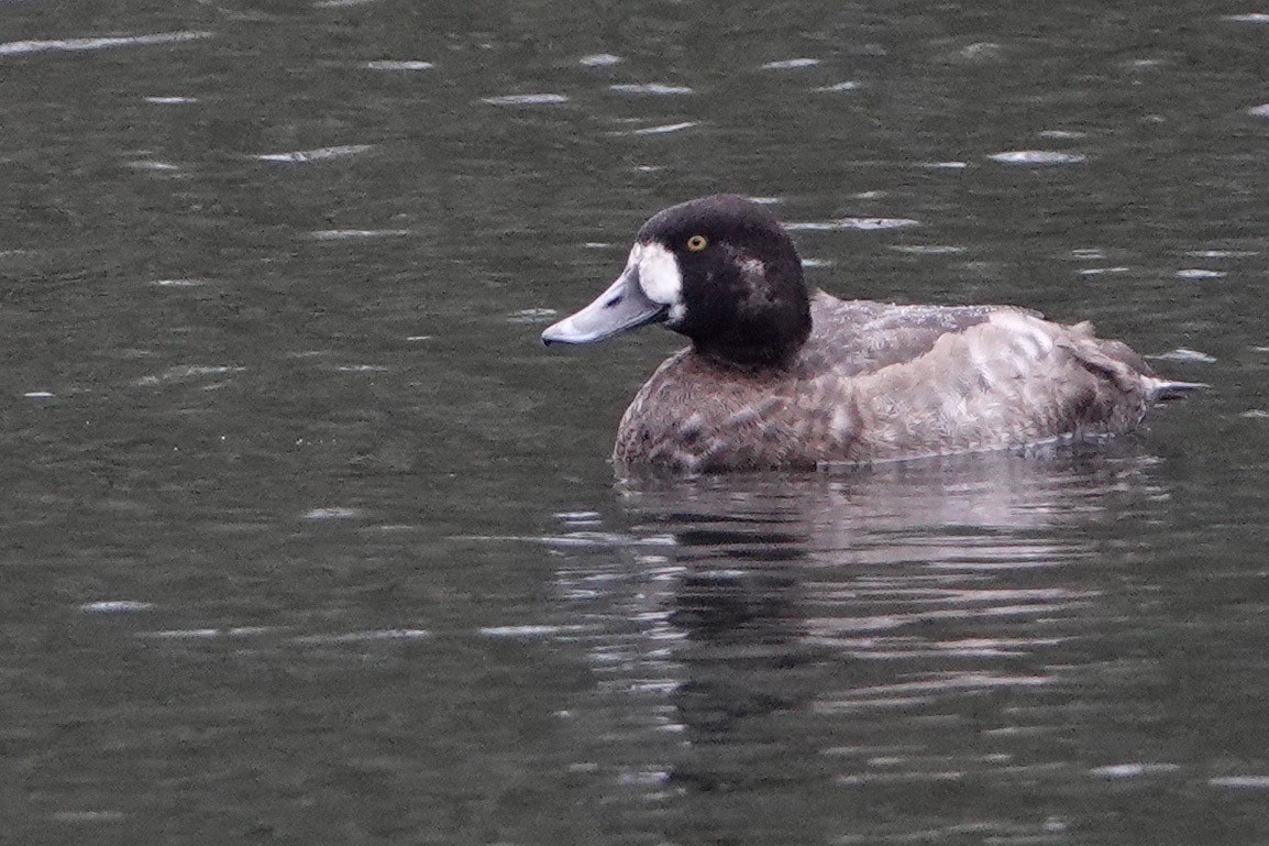 Greater Scaup - David Oulsnam