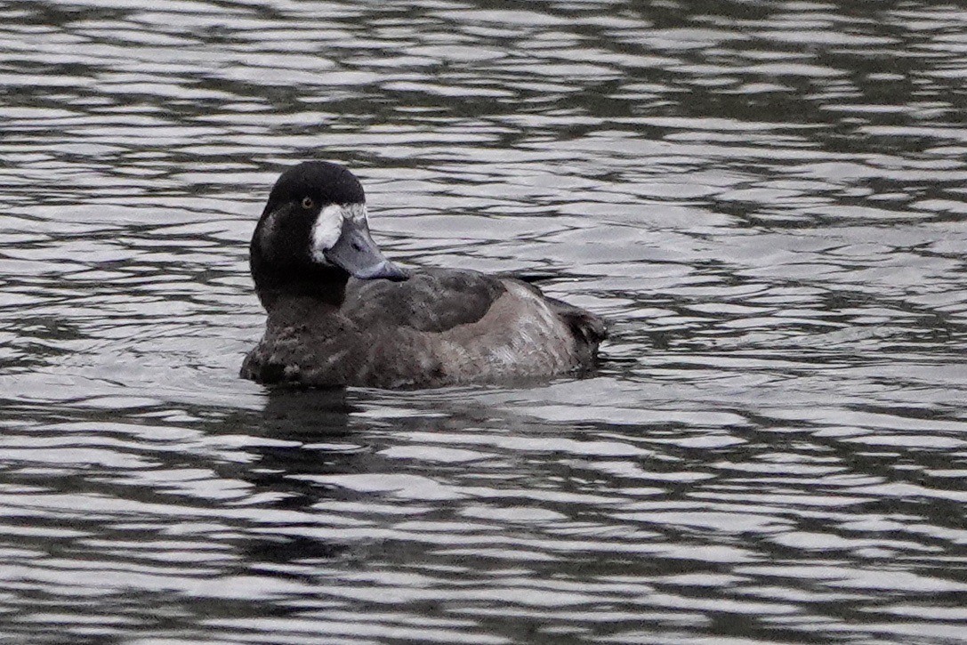 Greater Scaup - David Oulsnam