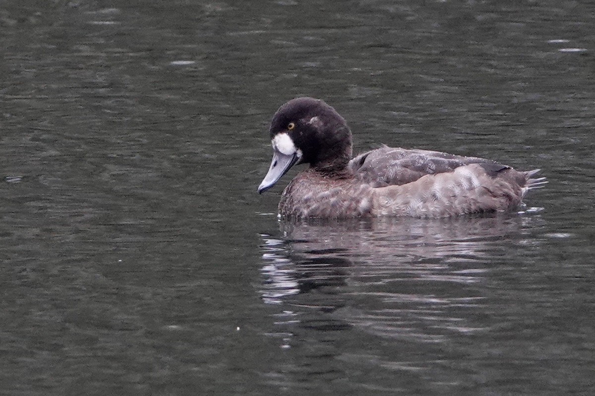 Greater Scaup - David Oulsnam