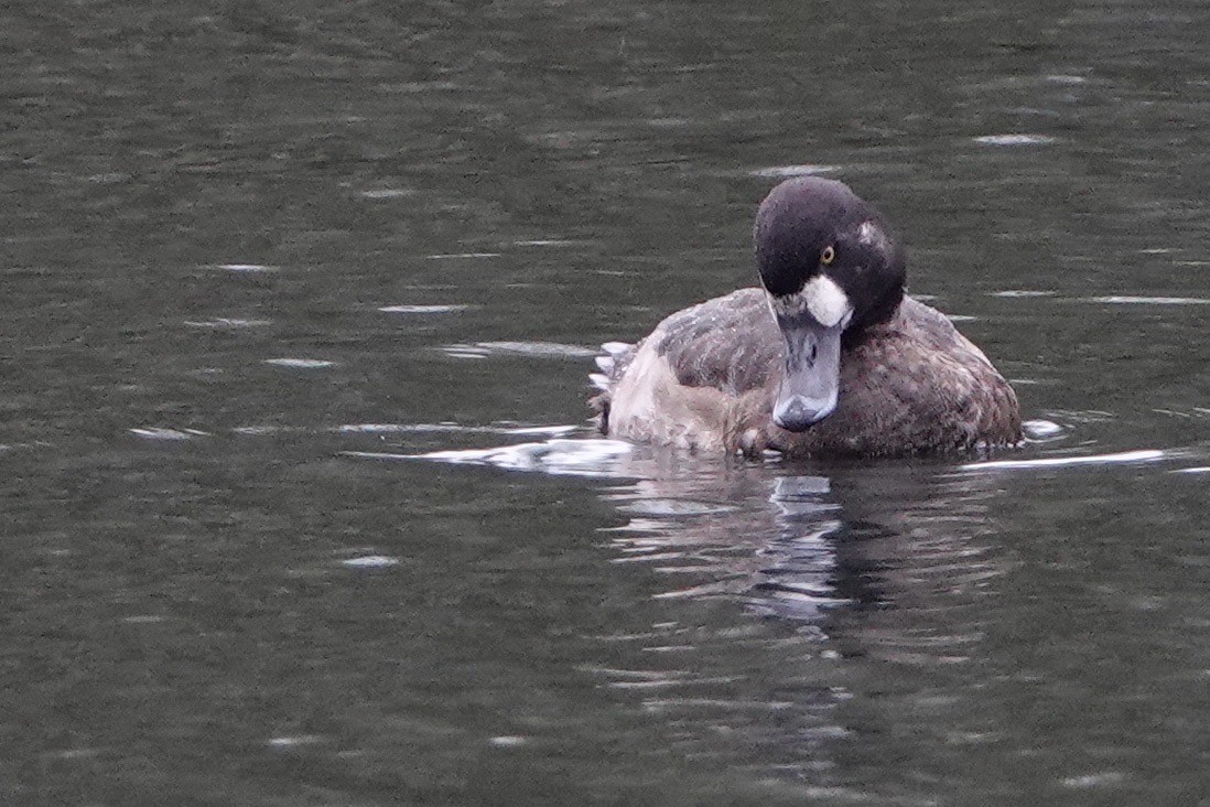 Greater Scaup - David Oulsnam