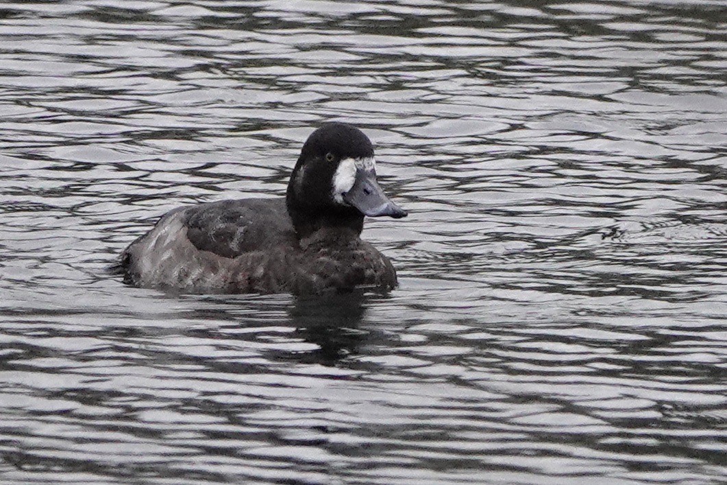 Greater Scaup - David Oulsnam